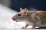 Falta de ferro na gravidez pode alterar sexo biológico do bebê, indica estudo